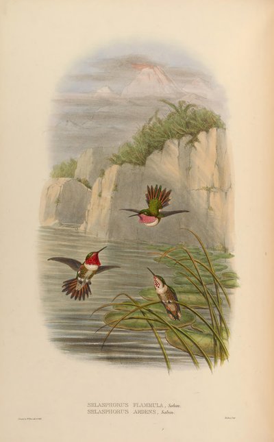 Selasphorus ardens Male, Female Selasphorus flammula Male by John Gould